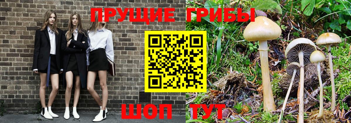 хочу наркоту  Вход с VPN  Учалы  Галлюциногенные грибы Psilocybine cubensis 